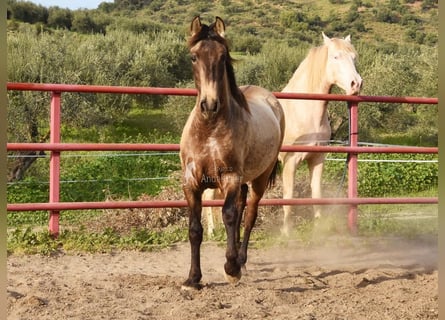 PRE, Giumenta, 3 Anni, 151 cm, Grigio