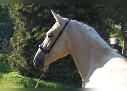 PRE Mix, Giumenta, 3 Anni, 152 cm, Palomino