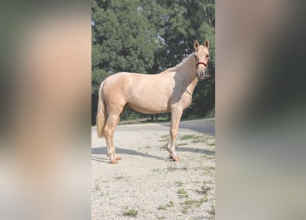 PRE Mix, Giumenta, 3 Anni, 152 cm, Palomino