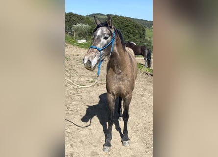 PRE Mix, Giumenta, 3 Anni, 153 cm, Grigio