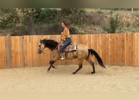 PRE Mix, Giumenta, 3 Anni, 154 cm, Pelle di daino