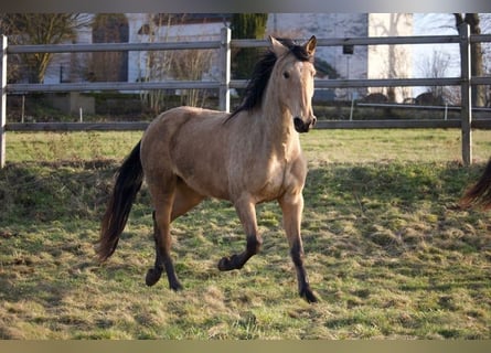 PRE Mix, Giumenta, 3 Anni, 157 cm, Pelle di daino