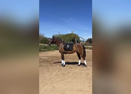 PRE Mix, Giumenta, 3 Anni, 158 cm, Baio scuro