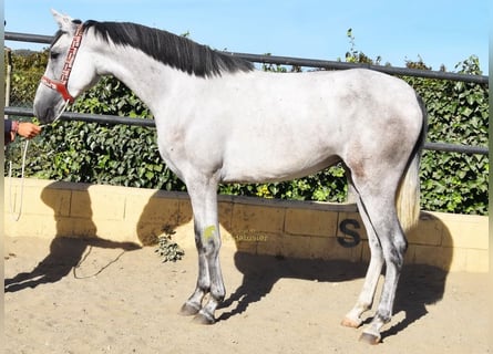 PRE, Giumenta, 3 Anni, 158 cm, Grigio
