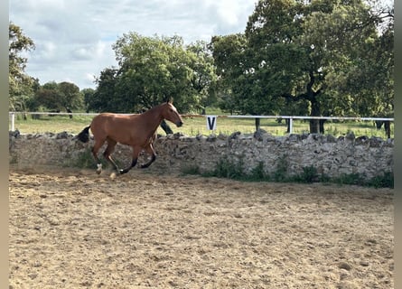PRE Mix, Giumenta, 3 Anni, 159 cm, Baio