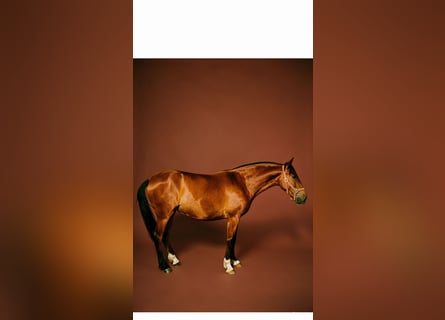 PRE, Giumenta, 3 Anni, 160 cm, Baio ciliegia