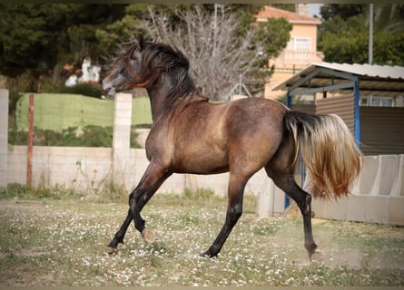 PRE Mix, Giumenta, 3 Anni, 160 cm, Grigio