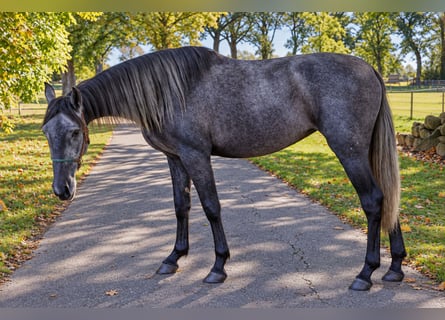 PRE, Giumenta, 3 Anni, 160 cm, Grigio ferro