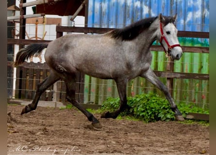 PRE, Giumenta, 3 Anni, 160 cm, Grigio pezzato