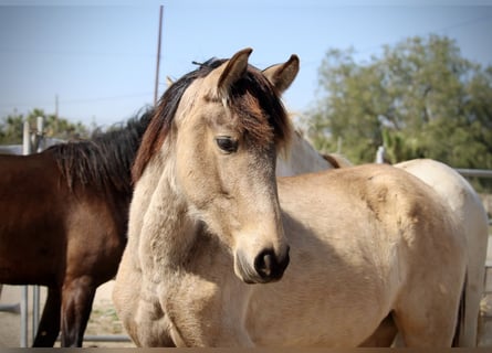PRE Mix, Giumenta, 3 Anni, 160 cm, Pelle di daino