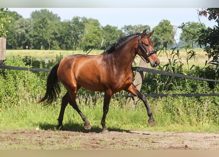 PRE, Giumenta, 3 Anni, 161 cm, Baio