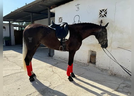 PRE, Giumenta, 3 Anni, 162 cm, Grigio