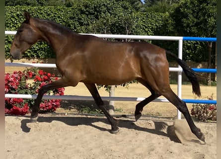 PRE, Giumenta, 3 Anni, 163 cm, Baio scuro