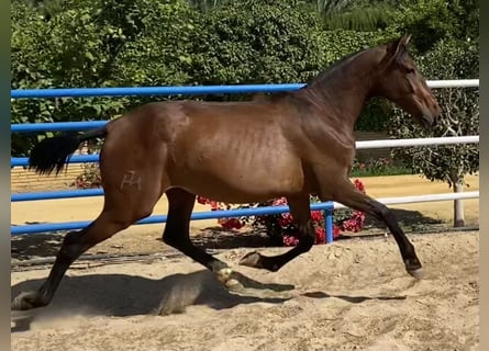 PRE, Giumenta, 3 Anni, 166 cm, Baio scuro