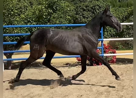 PRE, Giumenta, 3 Anni, 167 cm, Grigio