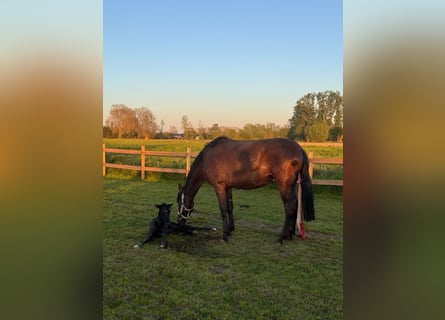PRE Mix, Giumenta, 3 Anni, 167 cm, Morello