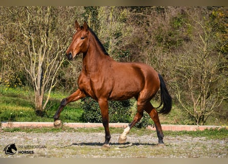 PRE, Giumenta, 3 Anni, 168 cm, Baio