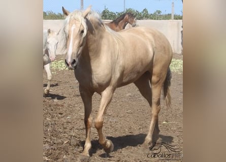 PRE, Giumenta, 3 Anni, Palomino