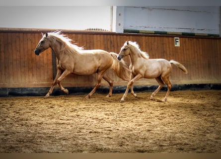 PRE, Giumenta, 3 Anni, Palomino
