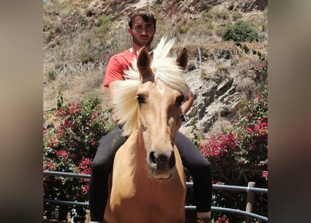 PRE, Giumenta, 4 Anni, 152 cm, Palomino