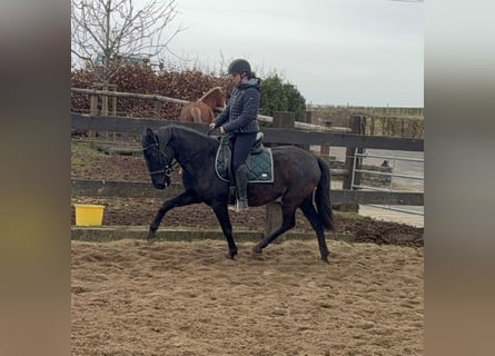 PRE Mix, Giumenta, 4 Anni, 153 cm, Morello