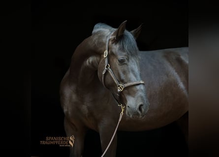 PRE Mix, Giumenta, 4 Anni, 153 cm, Morello