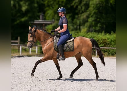PRE, Giumenta, 4 Anni, 154 cm, Falbo