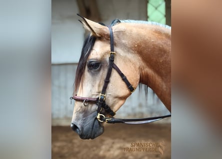 PRE Mix, Giumenta, 4 Anni, 154 cm, Falbo