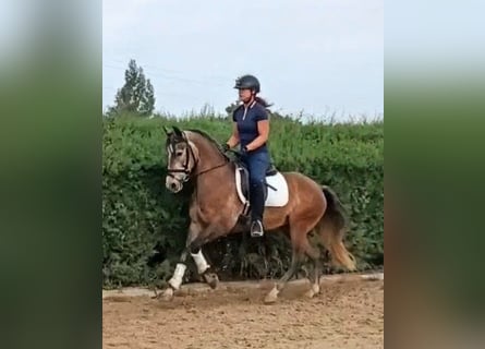 PRE, Giumenta, 4 Anni, 155 cm, Falbo baio