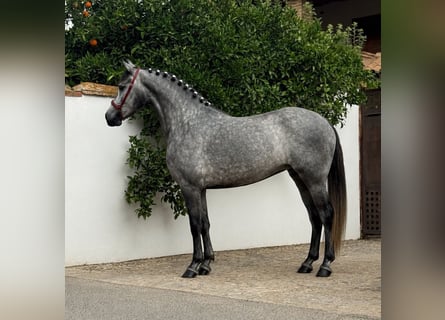 PRE, Giumenta, 4 Anni, 155 cm, Grigio pezzato