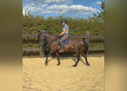 PRE, Giumenta, 4 Anni, 155 cm, Morello
