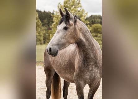 PRE, Giumenta, 4 Anni, 157 cm, Falbo baio