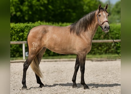 PRE, Giumenta, 4 Anni, 158 cm, Grigio rossastro