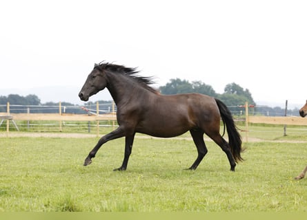 PRE, Giumenta, 4 Anni, 158 cm