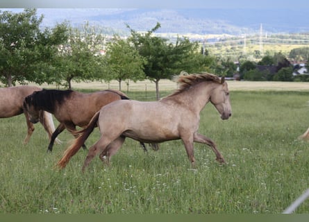 PRE, Giumenta, 4 Anni, 159 cm, Pearl
