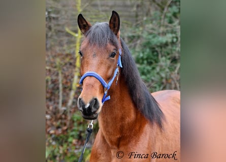 PRE Mix, Giumenta, 4 Anni, 160 cm, Baio