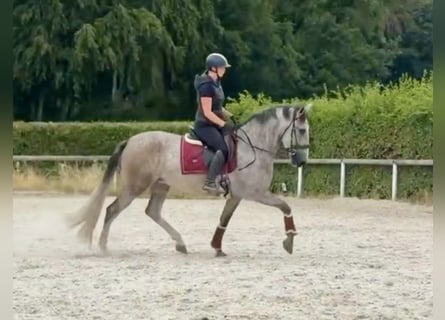 PRE Mix, Giumenta, 4 Anni, 160 cm