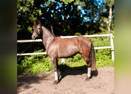 PRE, Giumenta, 4 Anni, 160 cm, Grigio