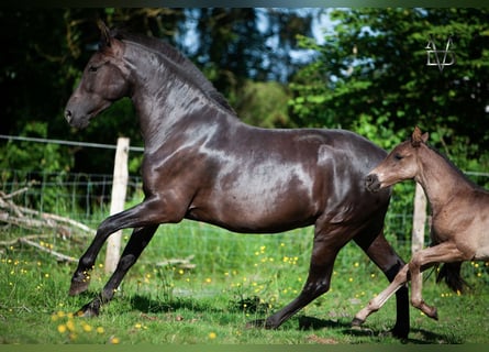 PRE, Giumenta, 4 Anni, 160 cm, Morello