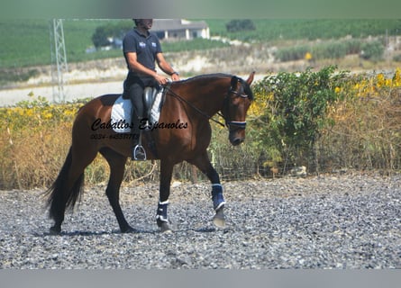 PRE Mix, Giumenta, 4 Anni, 161 cm, Baio