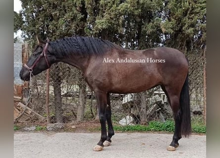 PRE Mix, Giumenta, 4 Anni, 161 cm, Morello