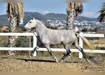 PRE, Giumenta, 4 Anni, 162 cm, Grigio