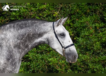 PRE, Giumenta, 4 Anni, 164 cm, Grigio