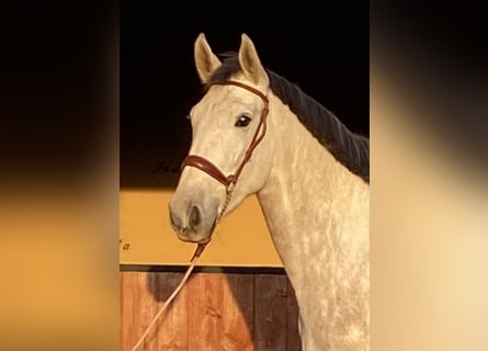 PRE, Giumenta, 4 Anni, 164 cm, Grigio