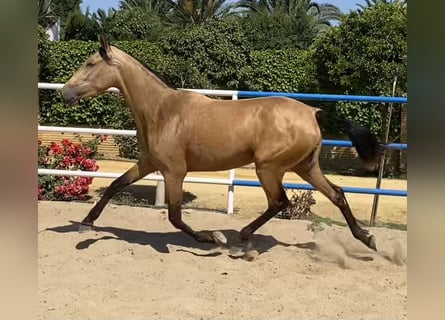 PRE, Giumenta, 4 Anni, 165 cm, Falbo