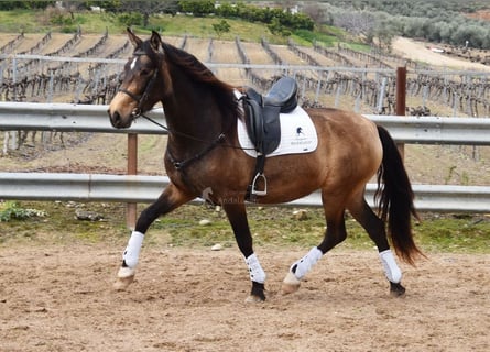 PRE, Giumenta, 4 Anni, 165 cm, Falbo
