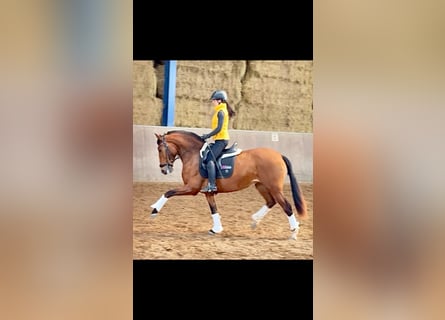 PRE, Giumenta, 4 Anni, 166 cm, Baio