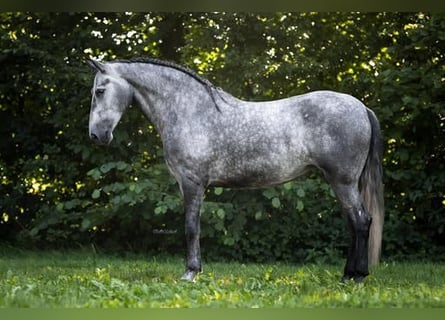 PRE Mix, Giumenta, 4 Anni, 166 cm, Grigio pezzato