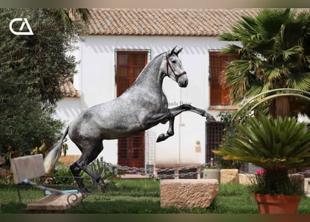 PRE, Giumenta, 4 Anni, 166 cm, Grigio pezzato