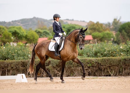 PRE, Giumenta, 4 Anni, 167 cm, Grigio